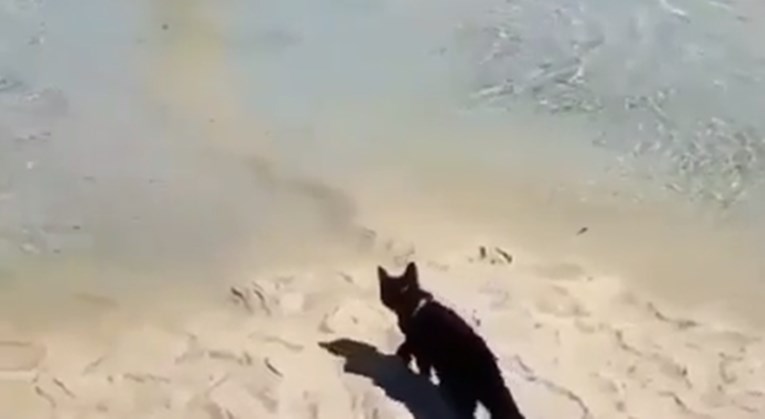 Ova mačka naišla je na vodenu prepreku, ono što je napravila oduševilo je internet
