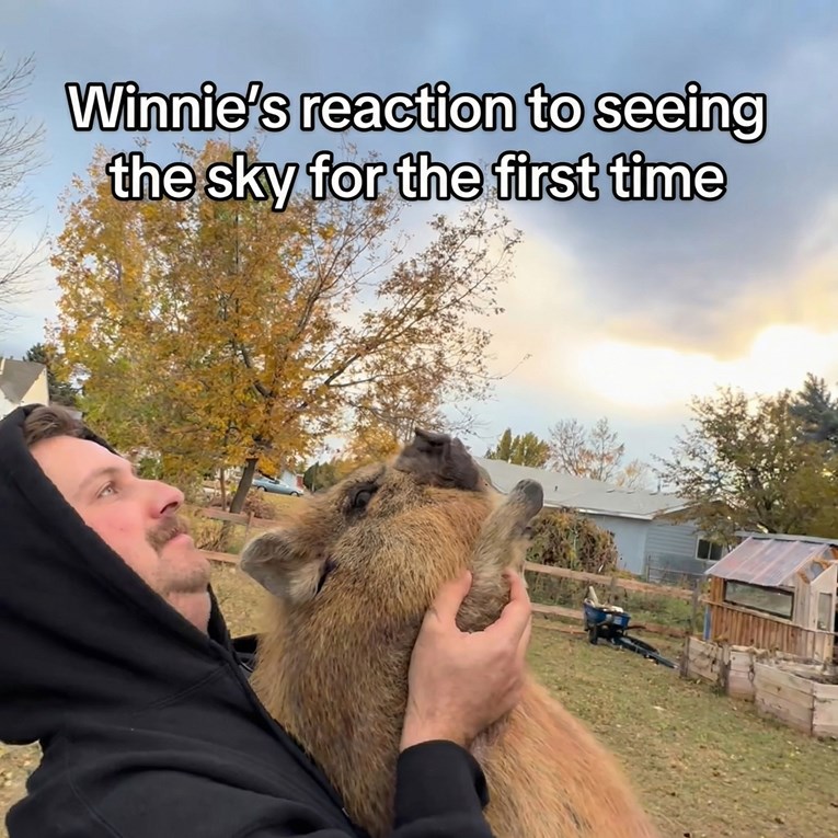 Podigli svinju da prvi put vidi nebo. Njena reakcija iznenadila internet