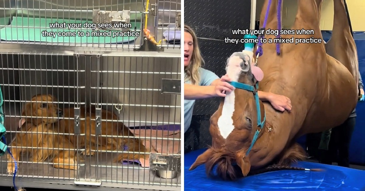 Zlatni retriver u šoku: Nije mogao vjerovati kad je vidio konja kod veterinara