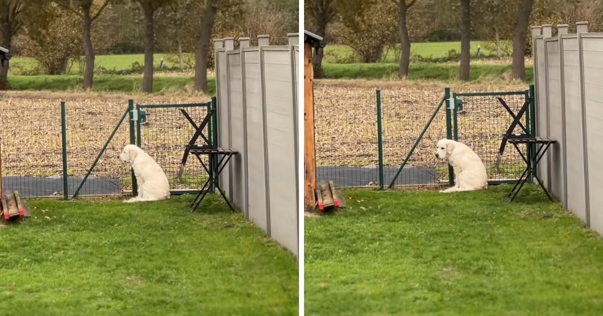Odanost koja slama srca: Pas čeka prijatelja koji se više nikada neće vratiti