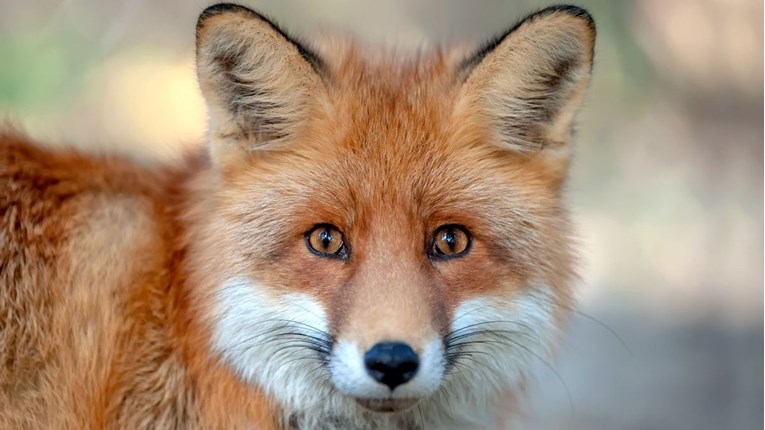 Nevjerojatno otkriće u brlogu: Nisu mogli vjerovati što je lisica tjednima skupljala