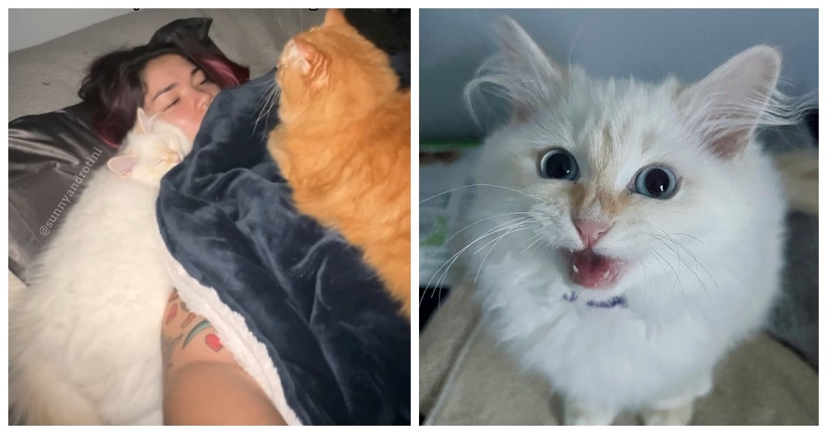 Vlasnica mačaka probudila se usred noći, evo što je ugledala