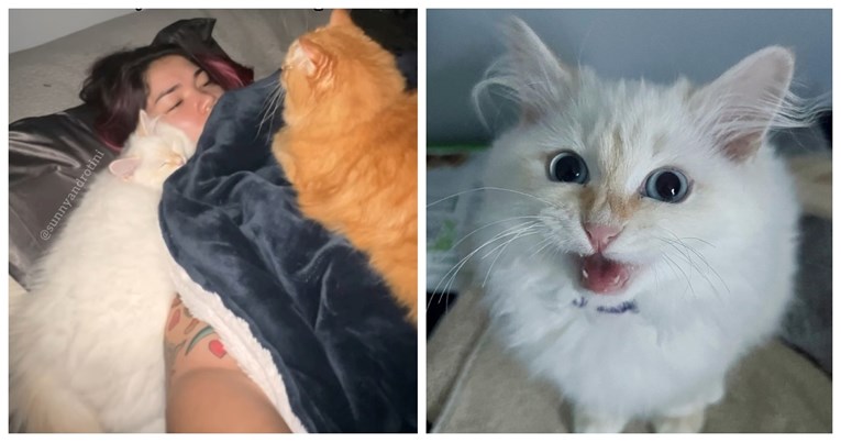 Vlasnica mačaka probudila se u 3 ujutro, evo kakav ju je prizor dočekao