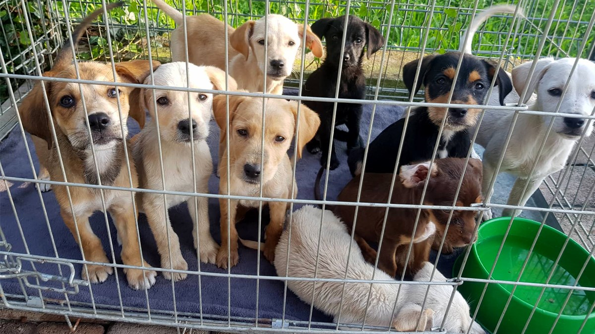 Kod Zaprešića besramno izbacili 9 štenaca, a onda se još bezobrazno javili