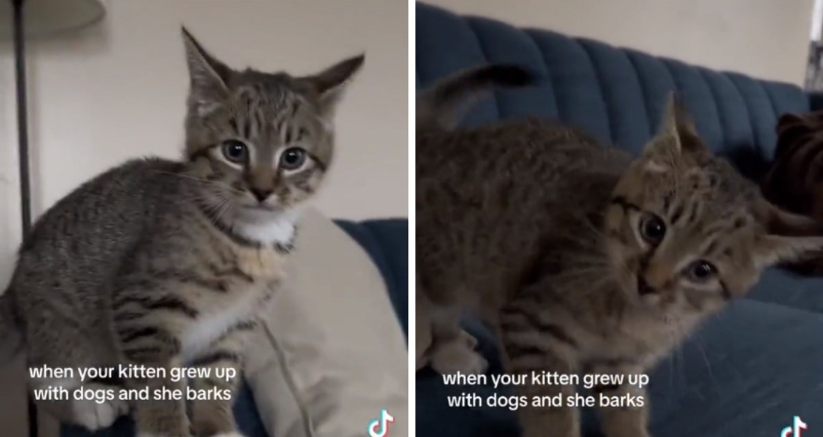 Dvojezična je: Maca koja laje zabavlja internet danima