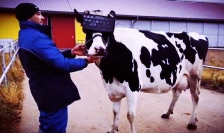 Ove krave su dobile naočale za virtualnu stvarnost. Totalno su oduševljene