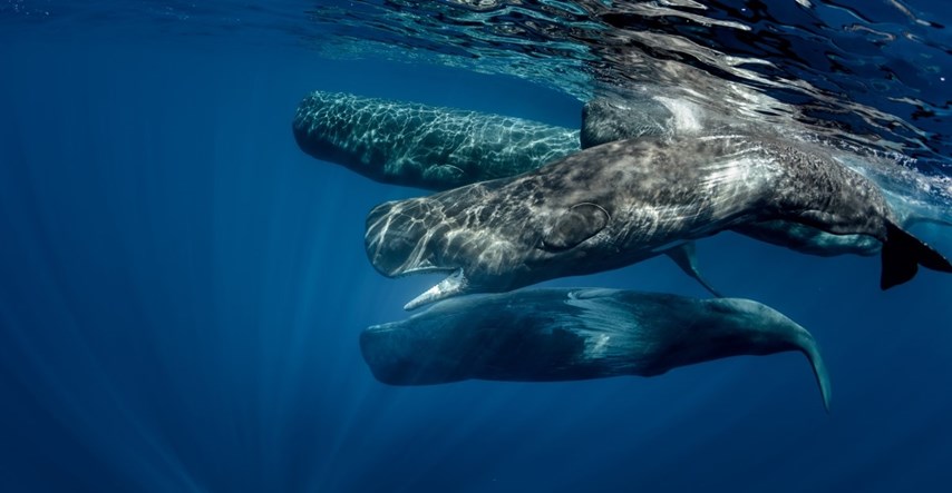 Otkrivena fonetska abeceda kitova ulješura. Znanstvenici: Ovo je značajno