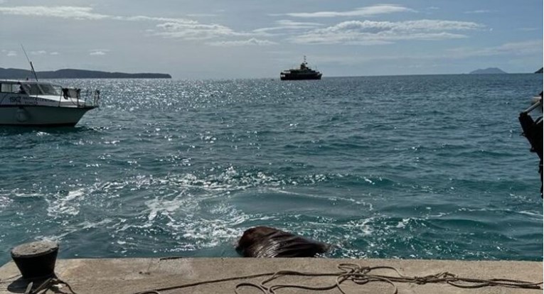 More u Komiži na obalu izbacilo kravu, kasnije pronađena još jedna