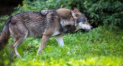 Vučica pobjegla iz Zoološkog vrta u Osijeku, potraga je u tijeku