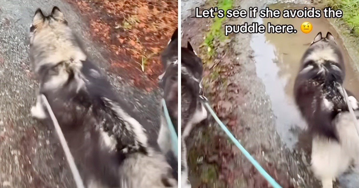 VIDEO Ženka sibirskog haskija u šetnji mora proći kroz svaku, ali baš svaku lokvu