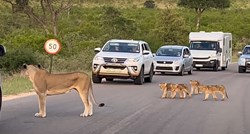 Lavica i četiri lavića blokirali su promet u afričkom nacionalnom parku