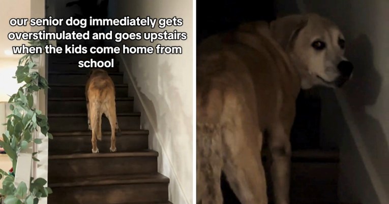 Reakcija starijeg psa na dječju galamu postala je internetski hit