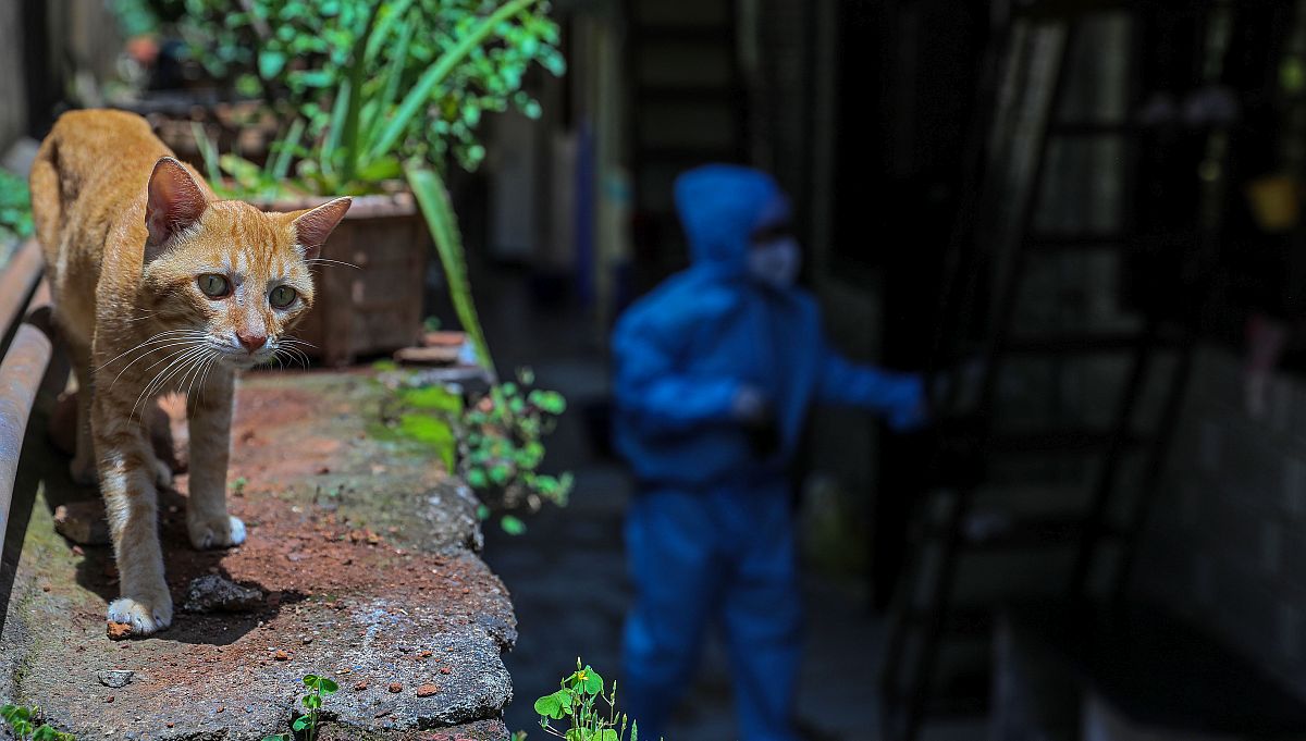 Nova studija: Ljudi mogu prenijeti koronavirus mačkama i psima