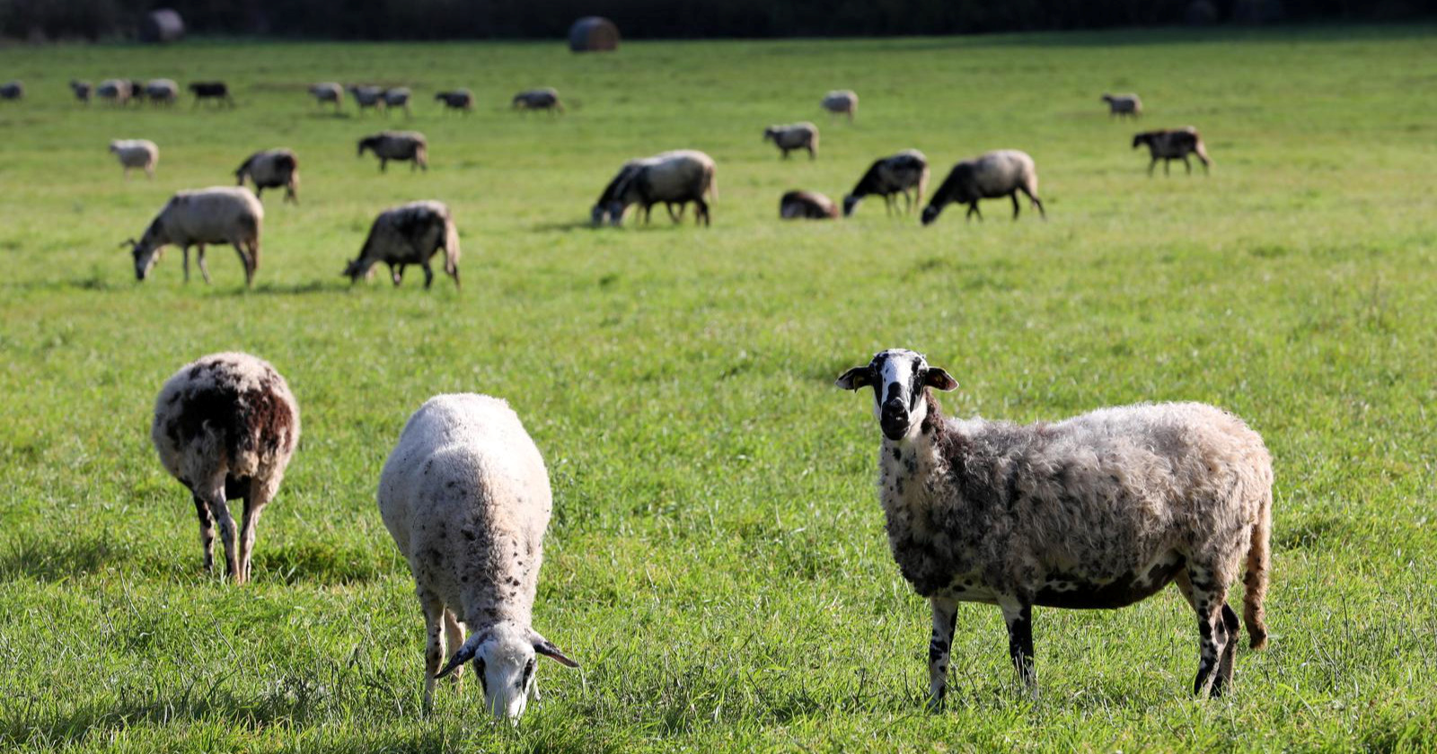 Uzgajivači ovaca i koza traže snižavanje PDV-a na sir s 25 na 5%