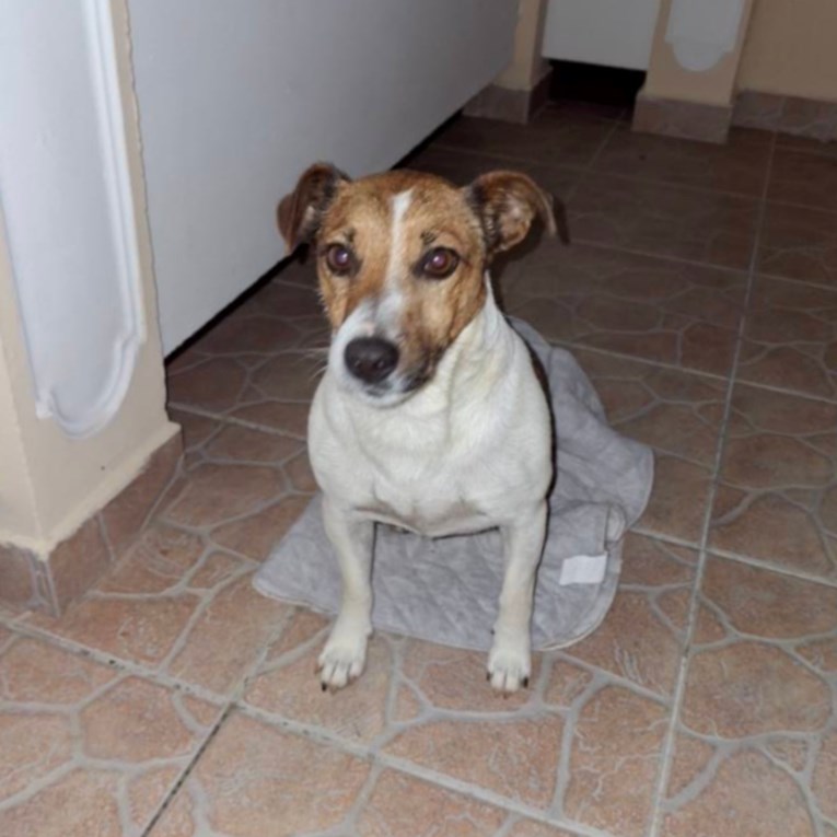 U Vrsima je nestao Jack Russell terijer, obitelj ga tjednima traži