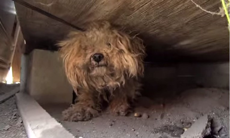 Nakon smrti vlasnika, pas se još godinu dana krio i čekao ga da dođe