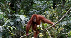 Nova studija: Proizvodnja palmina ulja drastično smanjuje broj orangutana
