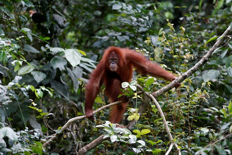 Nova studija: Proizvodnja palmina ulja drastično smanjuje broj orangutana
