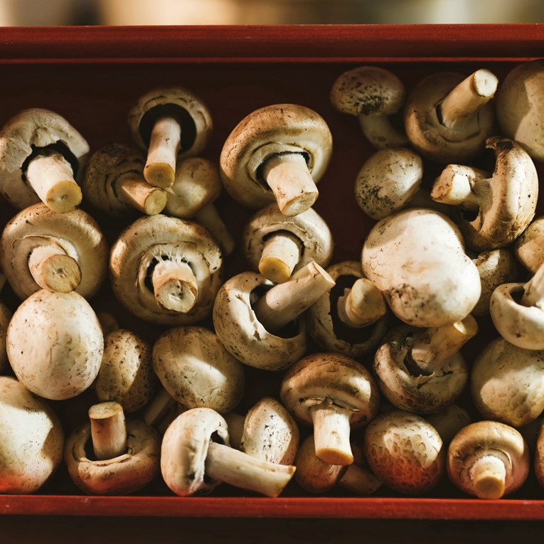 Koliko dugo držati gljive u hladnjaku? Evo što je rizično