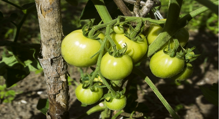 Zelene rajčice prava su ljetna delicija, evo kako ih najbolje iskoristiti