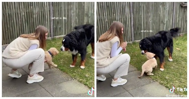 Vlasnica nabavila štenca i upoznala ga sa svojim psom, njihov susret je presladak