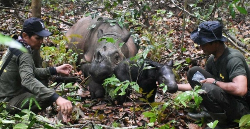 U Indoneziji rođeno rijetko mladunče sumatranskog nosoroga
