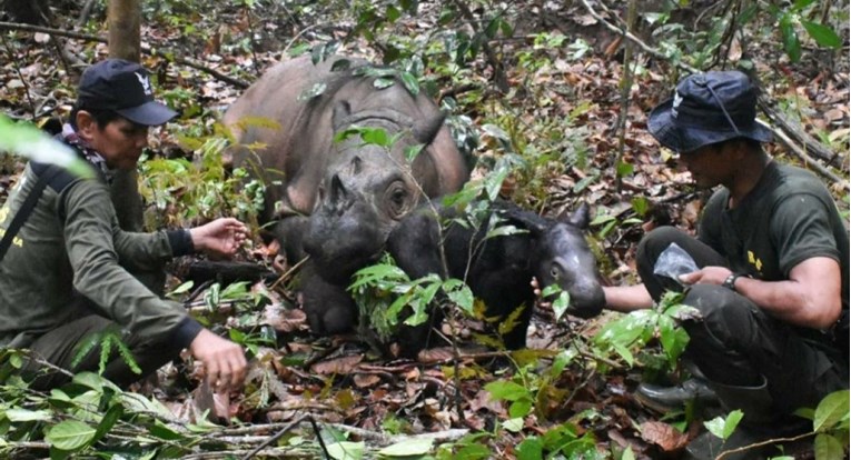 U Indoneziji rođen rijetki sumatranski nosorog, pogledajte fotografije
