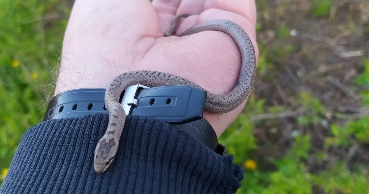 U trgovinu na Žitnjaku došla neobična posjetiteljica. Puštena je u prirodu