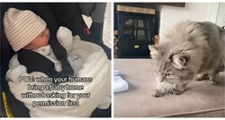 Mačka ugledala bebu prvi put u životu i svojom reakcijom nasmijala internet