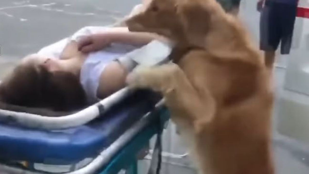 Pas nije htio napustiti vlasnicu koju je odvela hitna pomoć pa se vozio s njom