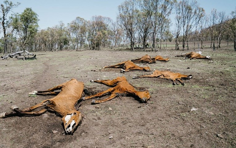 Uznemirujuće fotografije mrtvih i izgladnjelih konja šokirale mnoge na internetu
