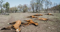Uznemirujuće fotografije mrtvih i izgladnjelih konja šokirale mnoge na internetu
