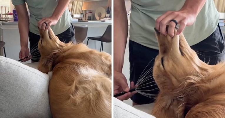 Zlatni retriver otkrio masažer za glavu i potpuno se zaljubio u njega