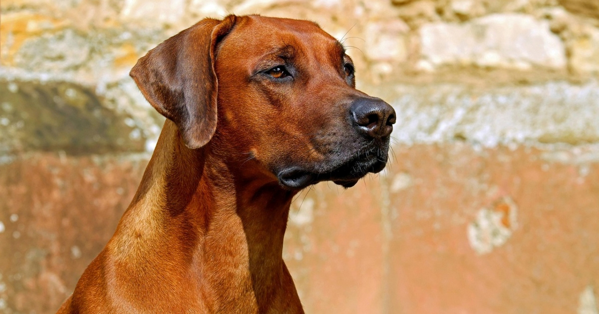 Veterinarka otkriva koliko vremena pas treba provoditi sam