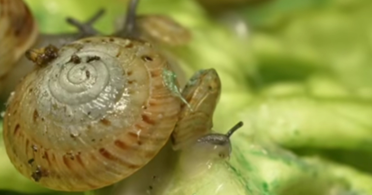 VIDEO Bermudski puž spašen je od izumiranja