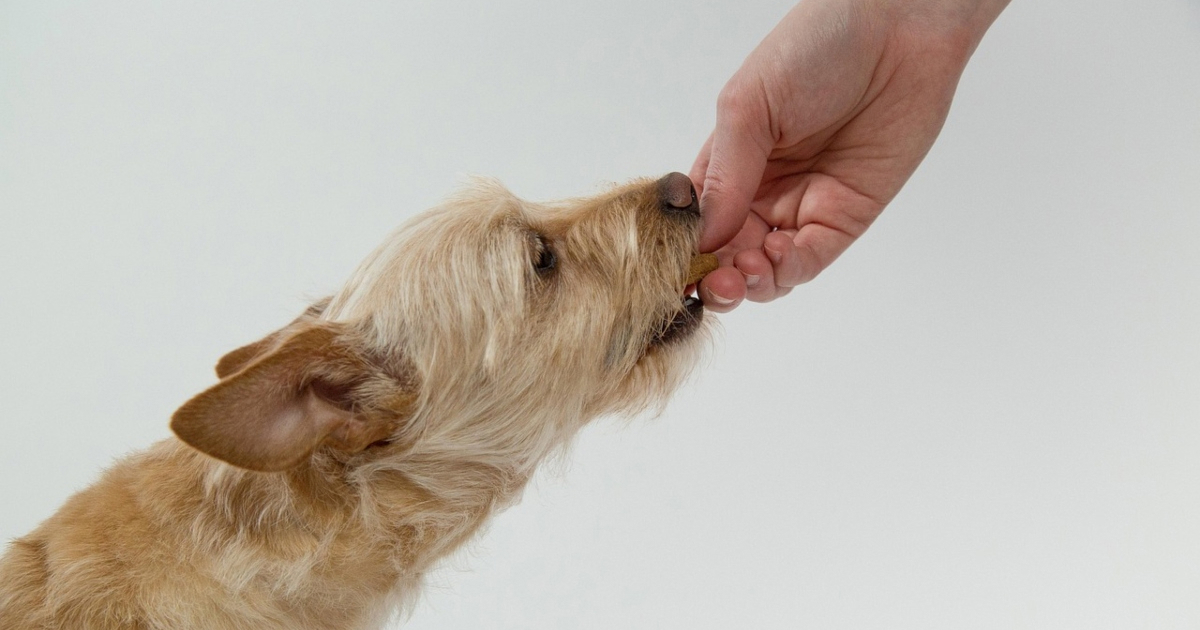 Smiju li psi jesti vaniliju?