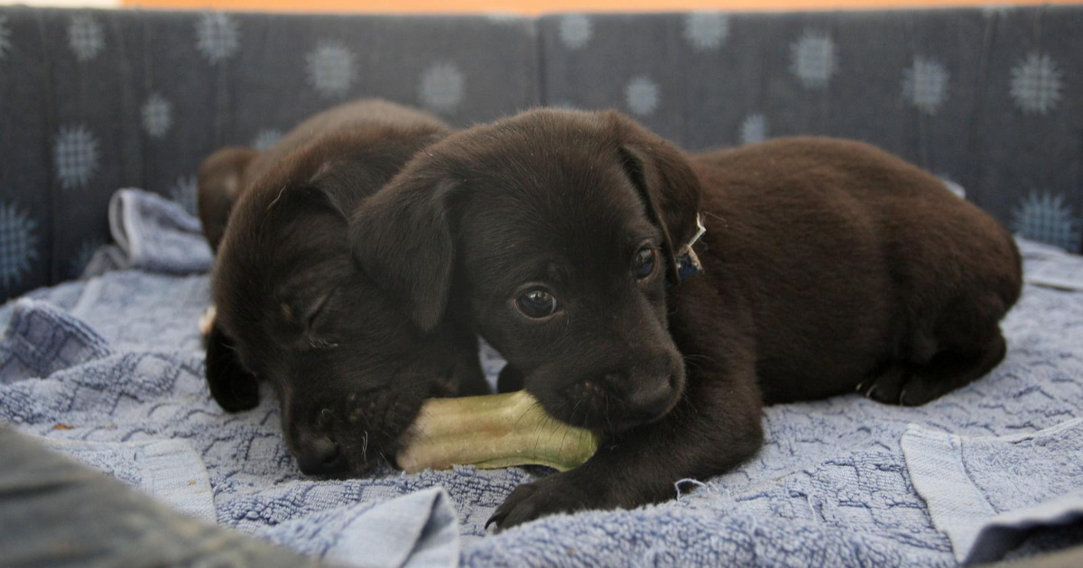 Vukovar daje do 200 eura građanima koji udome napuštene pse