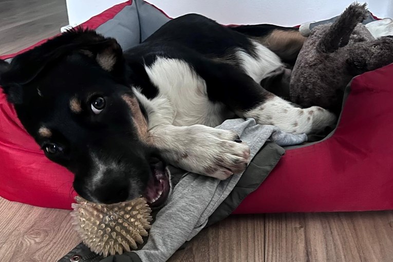 Upoznajte Cappija: Šibenčani traže dom za psića koji osvaja na prvi pogled