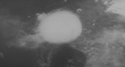 76 je godina od bacanja atomske bombe na Hirošimu: "Nezamislivi užas"