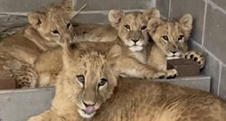 Preslatke bebe lavovi napokon na sigurnom: Od Ukrajine do SAD-a putovale su danima