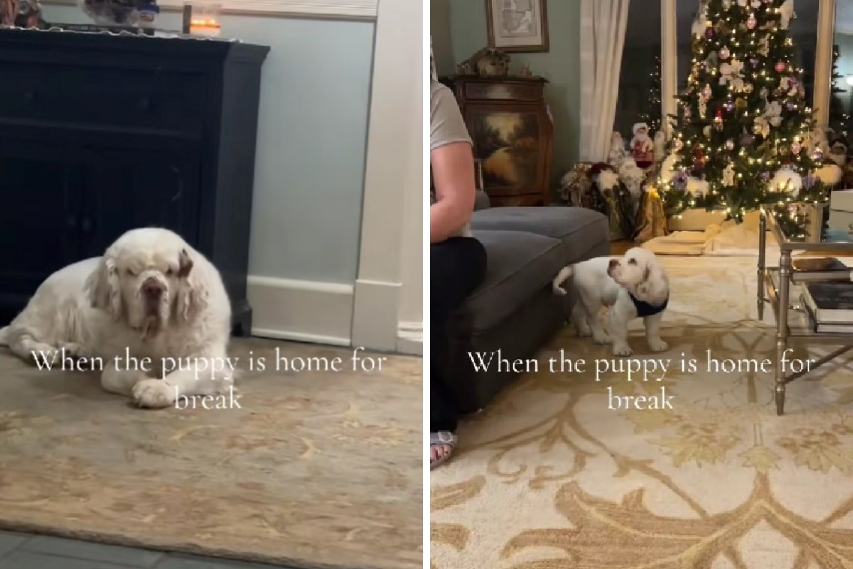 Stariji pas postao hit zbog reakcije na novog psića. Nije mogao sakriti ljubomoru