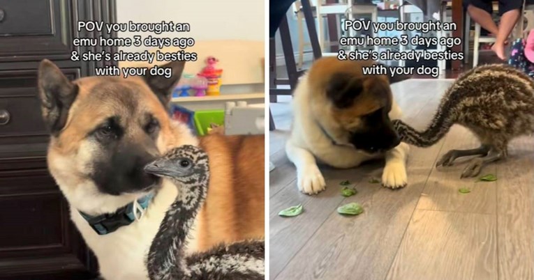 Prijateljstvo koje ne poznaje granice: Emu i američka akita slažu se kao prst i nokat
