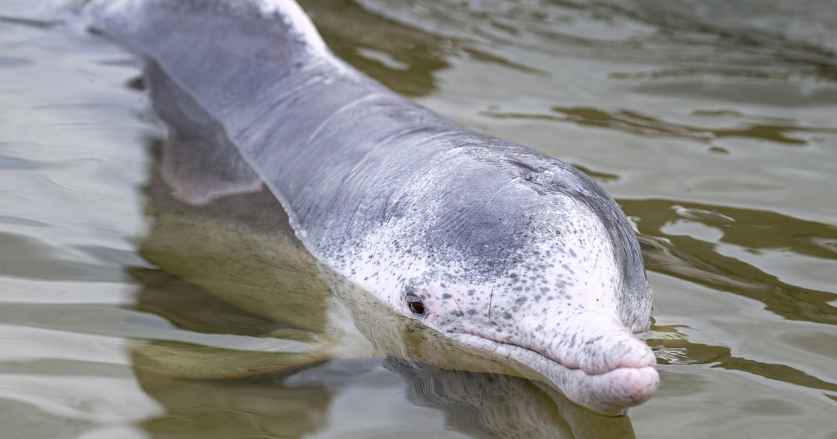 Kemikalije s ekrana TV-a i mobitela pronađene u mozgovima dupina