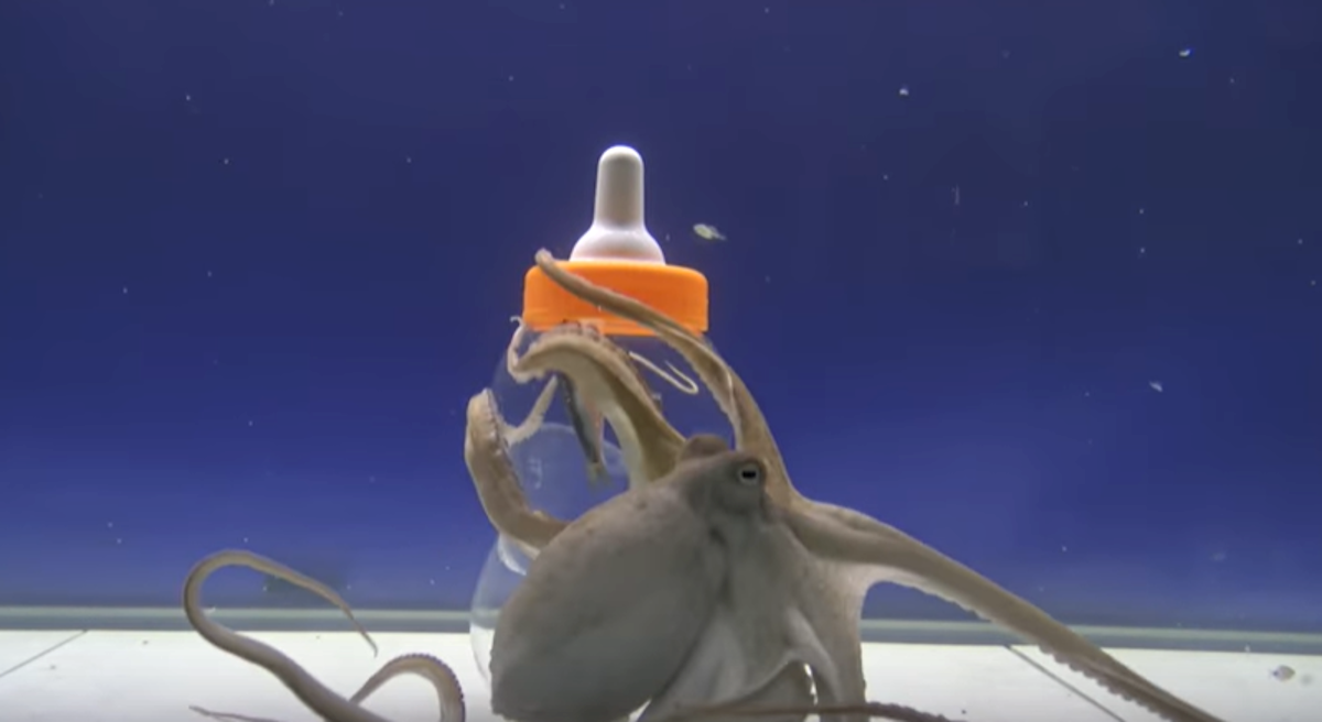 Postavili su zadatak hobotnici u akvariju, no ovome se nisu nadali