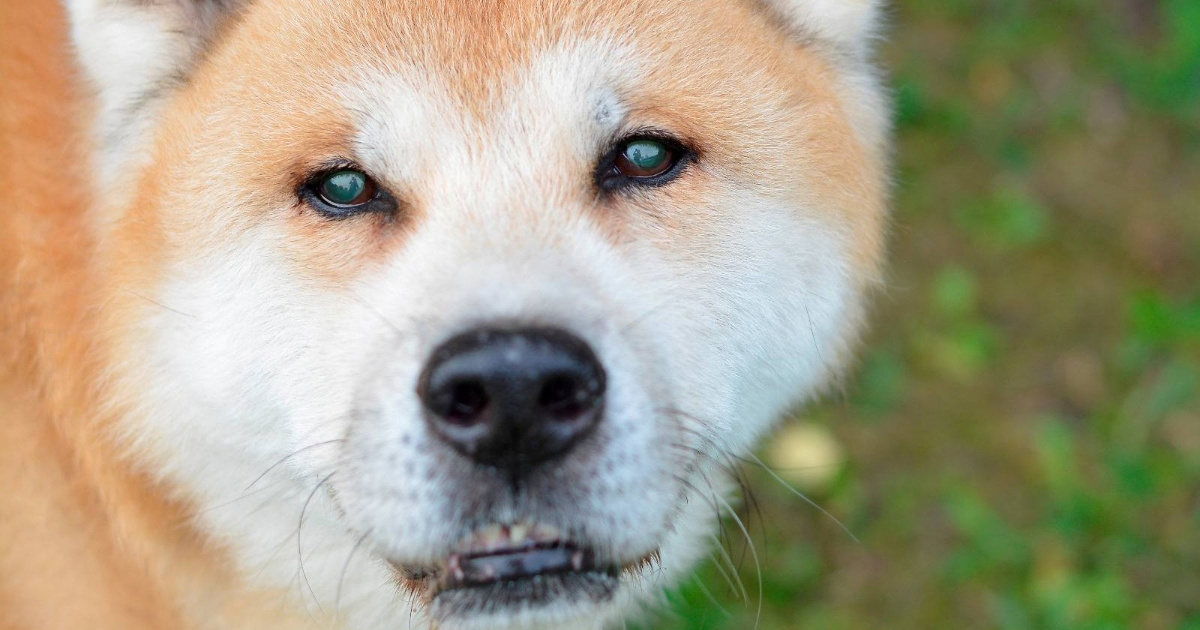 Dobrodušni Don traži dom: 12-godišnji pas iz Dumovca hitno treba smještaj