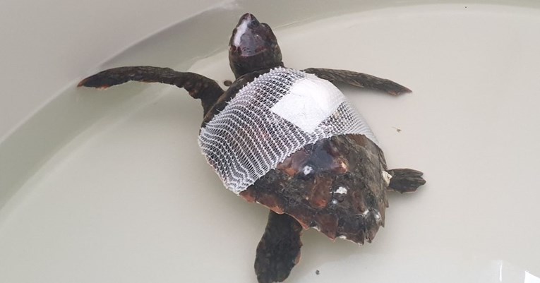 Malena kornjača spašena kod Lošinja, spasitelji poručuju: "Usporite i zaštitite ih"