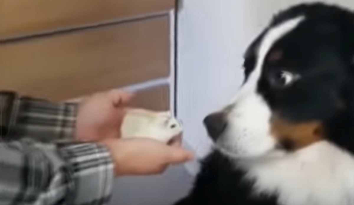 Kada vidite čega se boje ovi veliki psi, umrijet ćete od smijeha