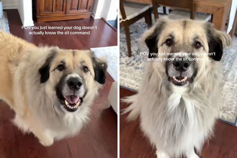 Vlasnica je mislila da ima dresiranog psa, a onda je uslijedilo urnebesno otkriće