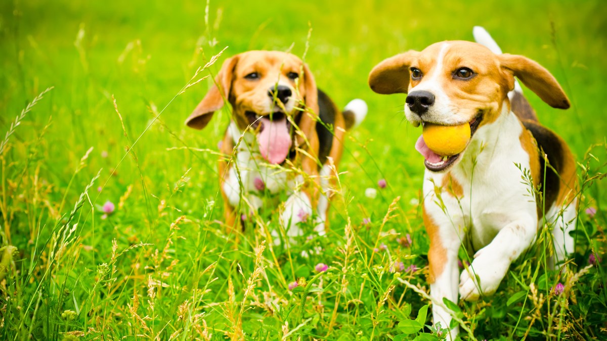 8 znakova da je vaš pas spreman za novog prijatelja u obitelji