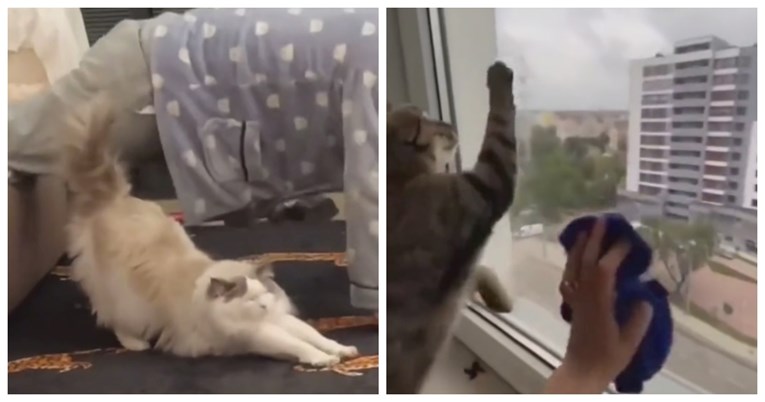 26 milijuna pregleda: Ovaj video dokaz je da mačke zaista mogu imitirati ljude
